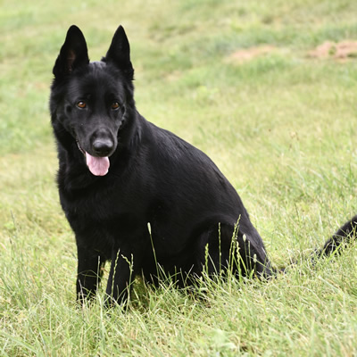 BeeBee Black German Shepherd Female