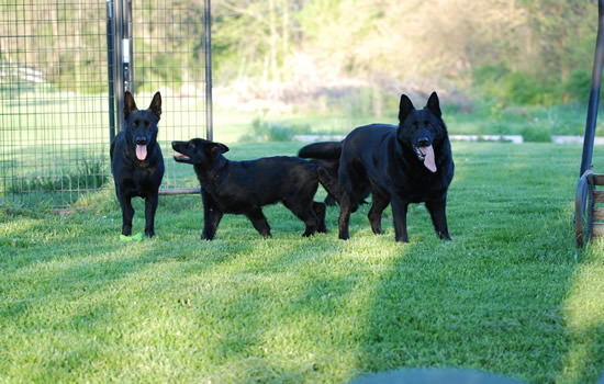 The Family of Dogs