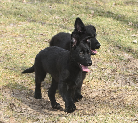 German Shepherd Puppies