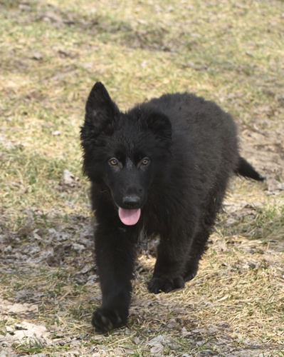 Black German Shepherd Puppies