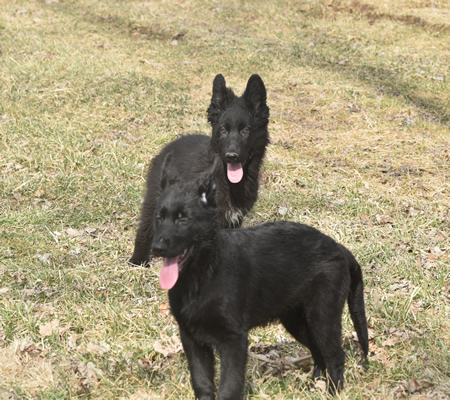 Black German Shepherd Puppies