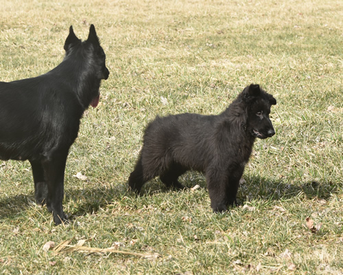 Black German Shepherd Puppies