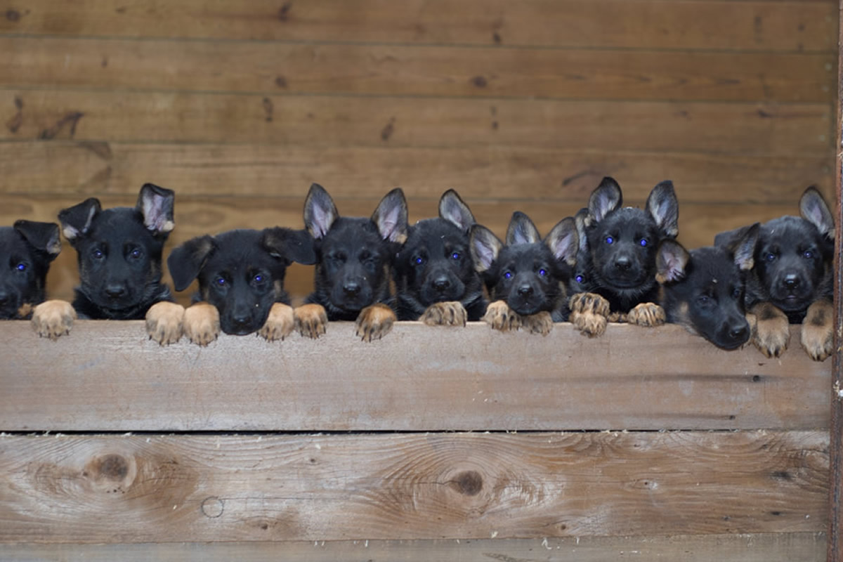 Black & Red German Shepherd Puppies