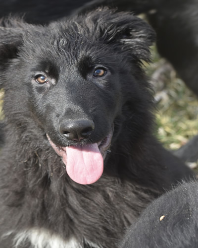 Black German shepherd Faces