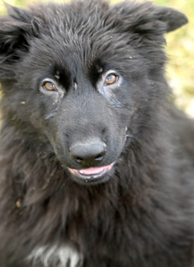 Black Long Coat German Shepherd Puppy