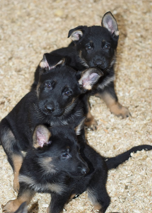 Three Germa Pups