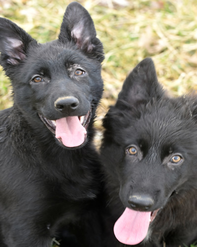 Black German Shepherd Puppies