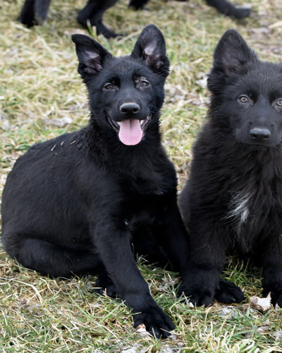 Black German Shepherd Puppies