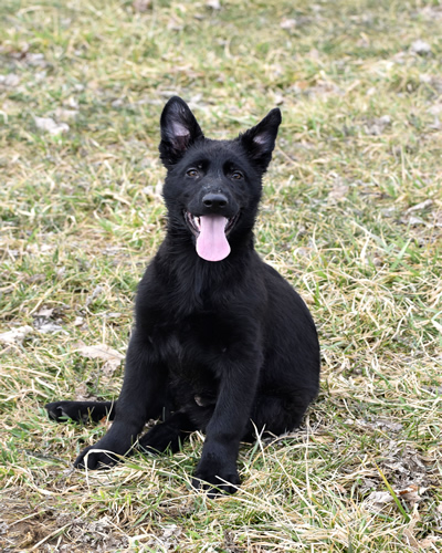 Female German Shepherd