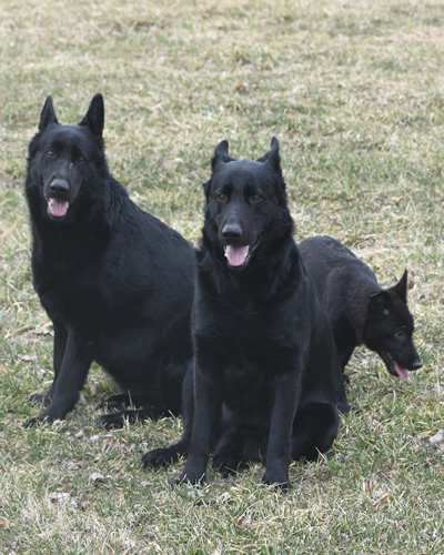 German Shepherd Parents